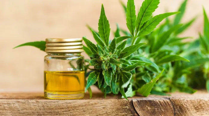 CBD vs THC - czym się różnią, jak działają i co wybrać?