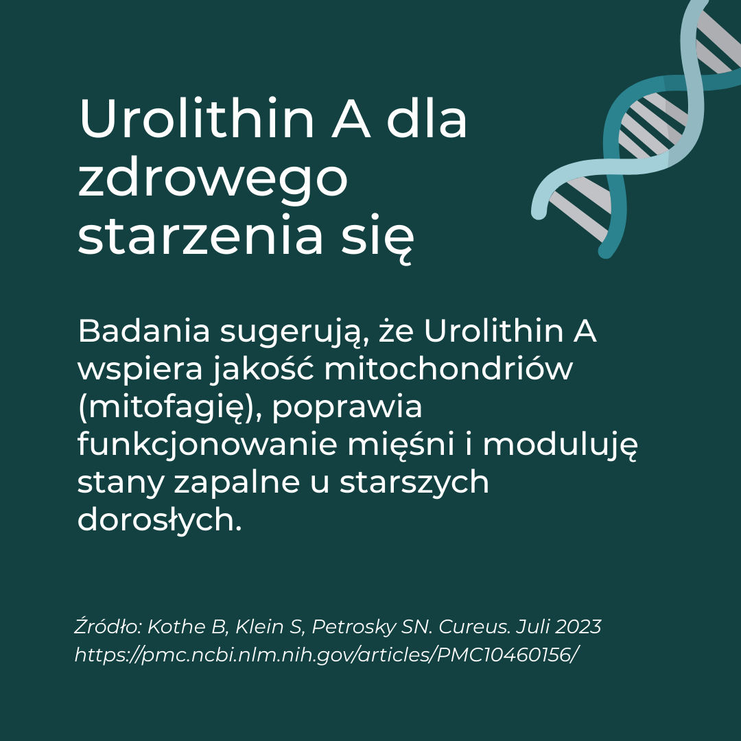Jak Urolithin A wspiera zdrowe starzenie – badania o mitofagii, sile mięśni i jakości mitochondrió
