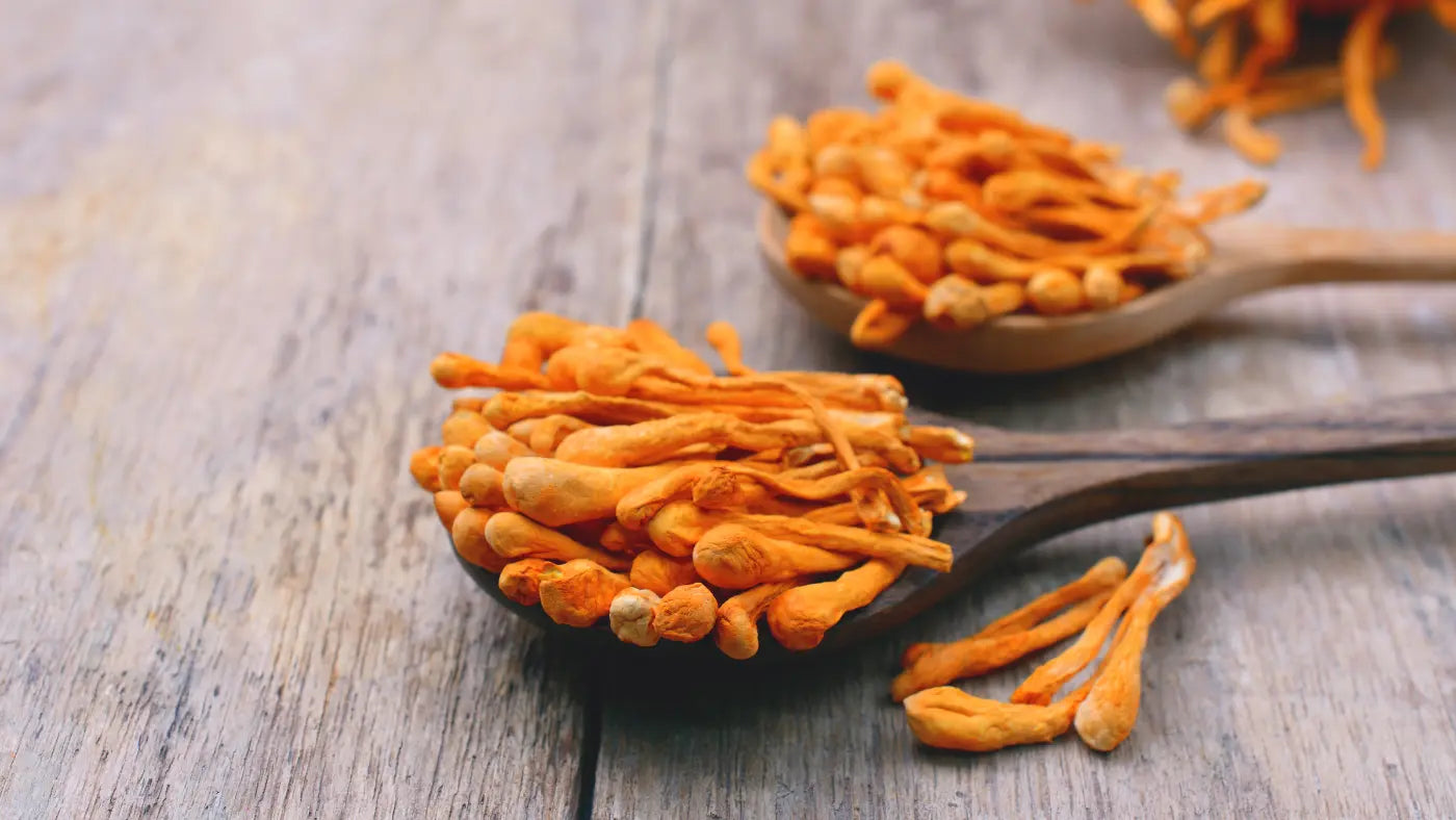 Cordyceps: działanie, dawkowanie, właściwości