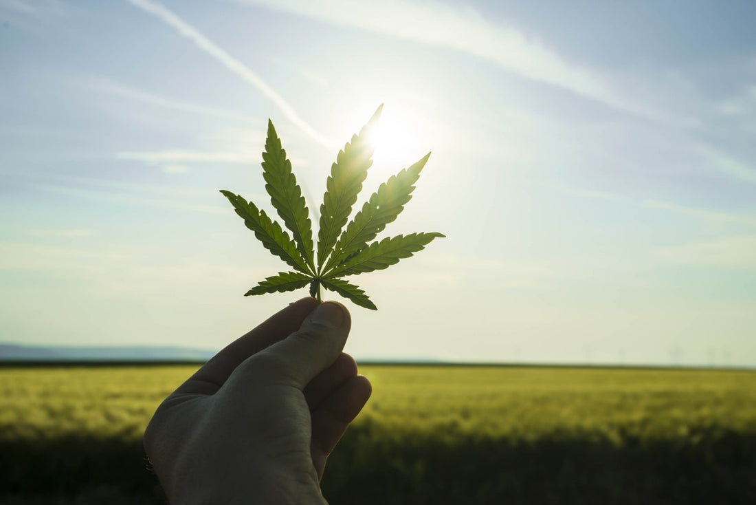 Dlaczego warto kupować od Naturecan