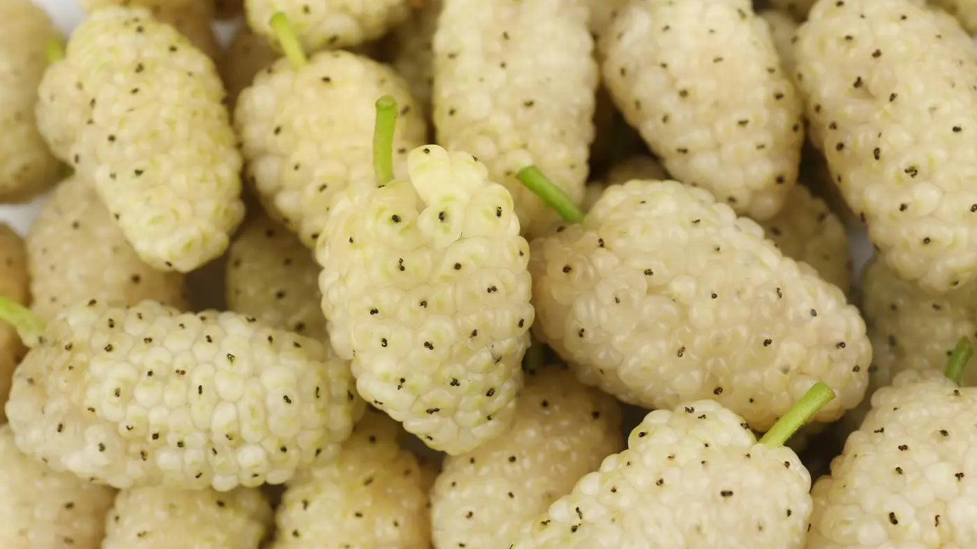 Morwa biała - właściwości, działanie i 5 kluczowych efektów potwierdzonych badaniami