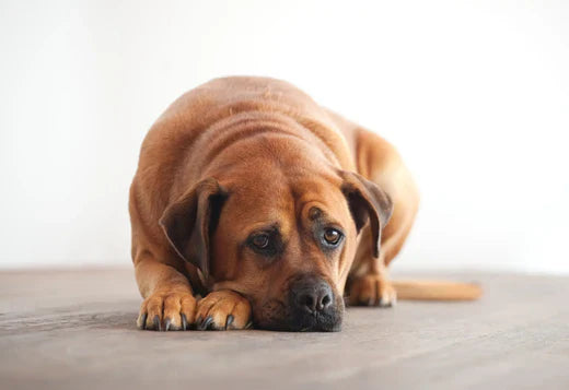 pies wymiotuje pianą i się trzęsie