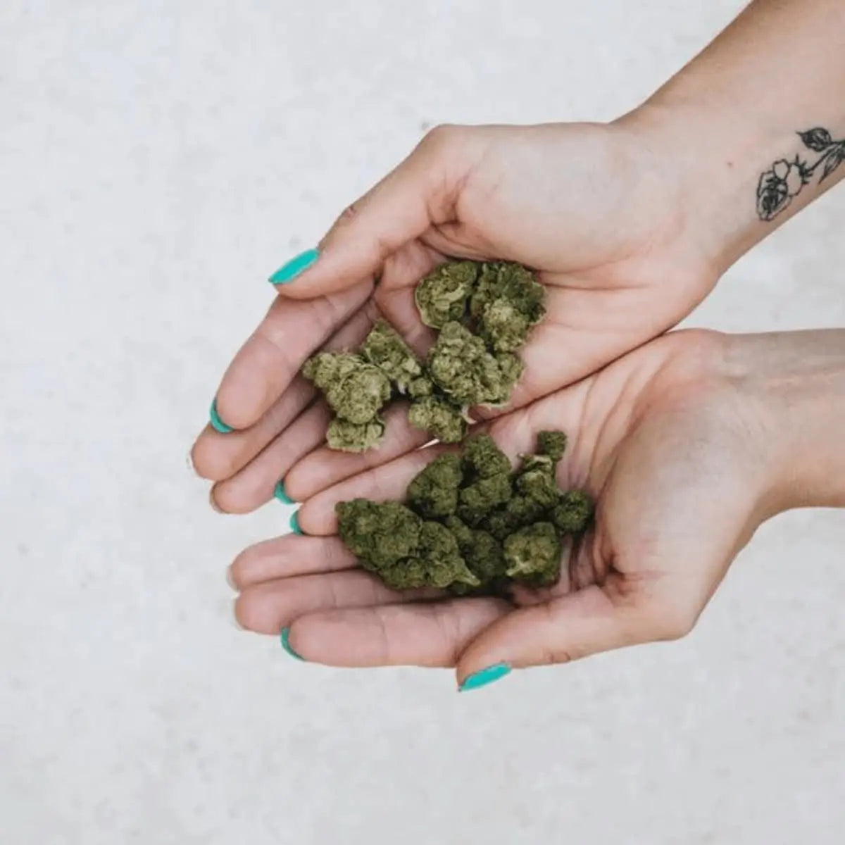 CBD-Kukka kädessä