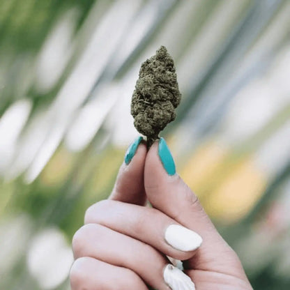 	 cbd susz