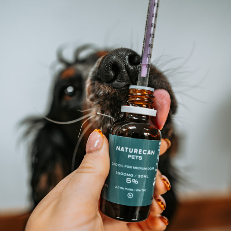 Olejek CBD dla psa