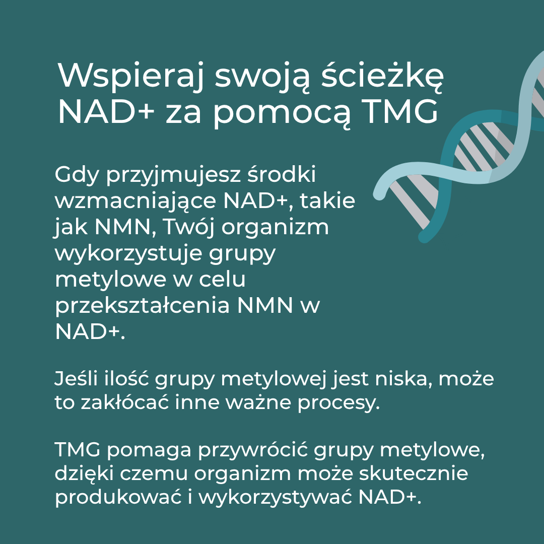 betaina tmg działanie