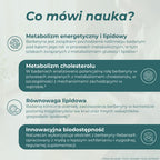 Infografika o berberynie Rebersa® i jej roli w procesach związanych z metabolizmem glukozy, lipidów, cholesterolu i trójglicerydów