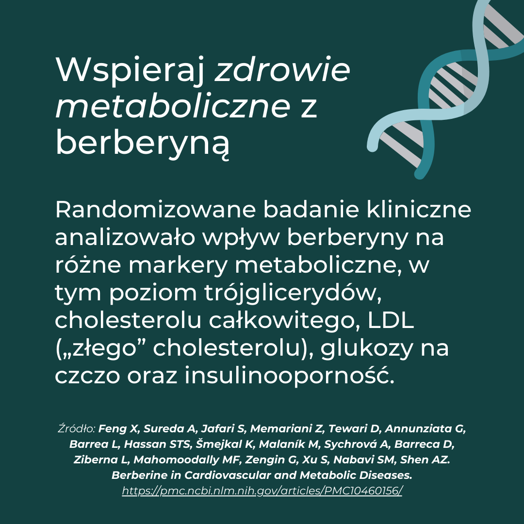 Berberyna a zdrowie metaboliczne – wpływ na cholesterol, trójglicerydy i glukozę