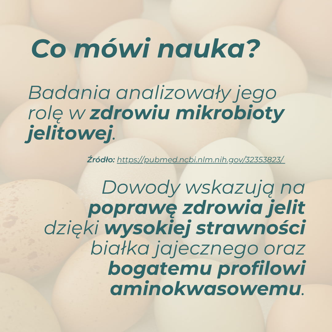 badania naukowe białko jajeczne korzyści zdrowotne mikrobiota jelitowa mięśnie