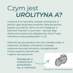 Urolityna A co to – jak powstaje w jelitach z elagitanin i jak wpływa na nią mikrobiom