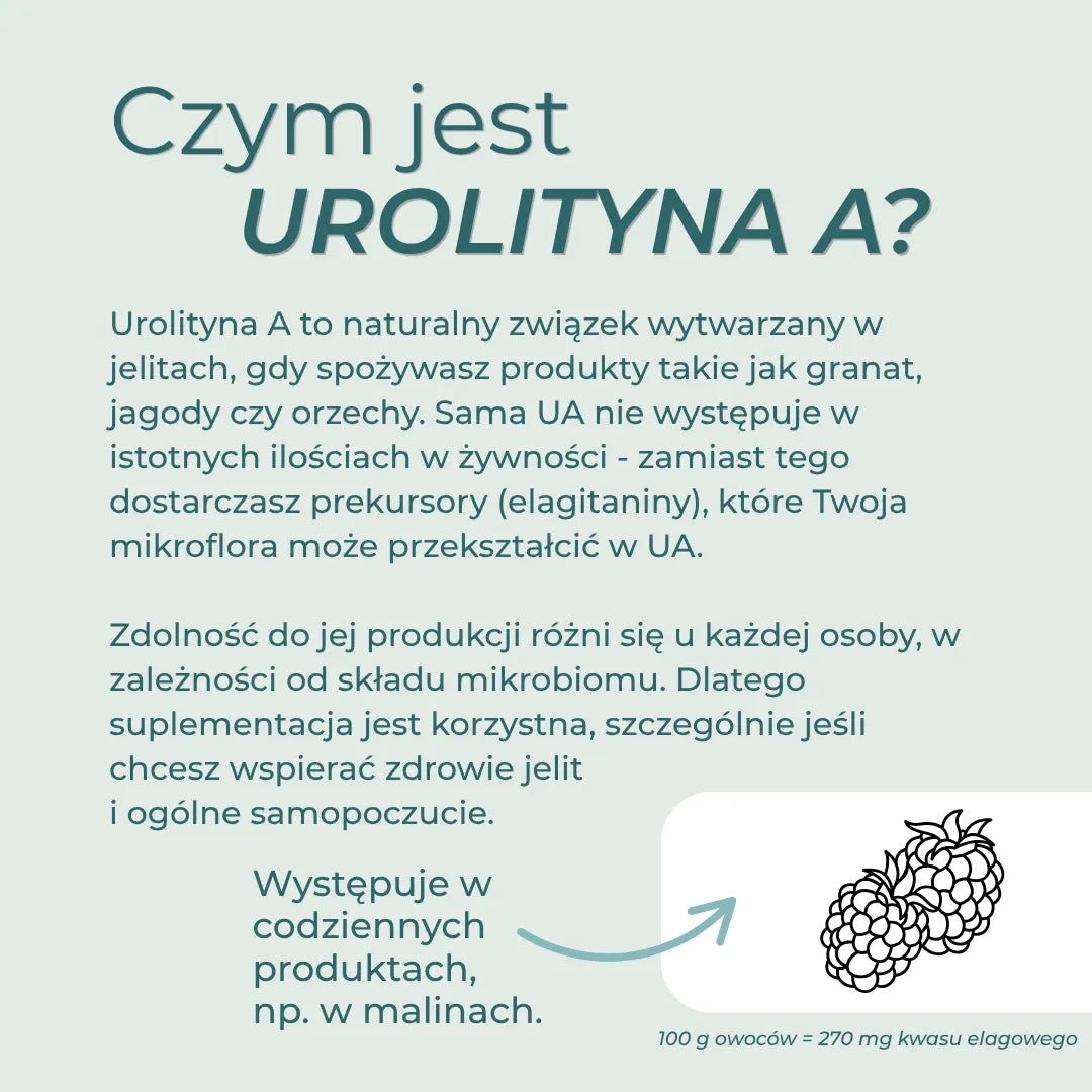 Urolityna A co to – jak powstaje w jelitach z elagitanin i jak wpływa na nią mikrobiom