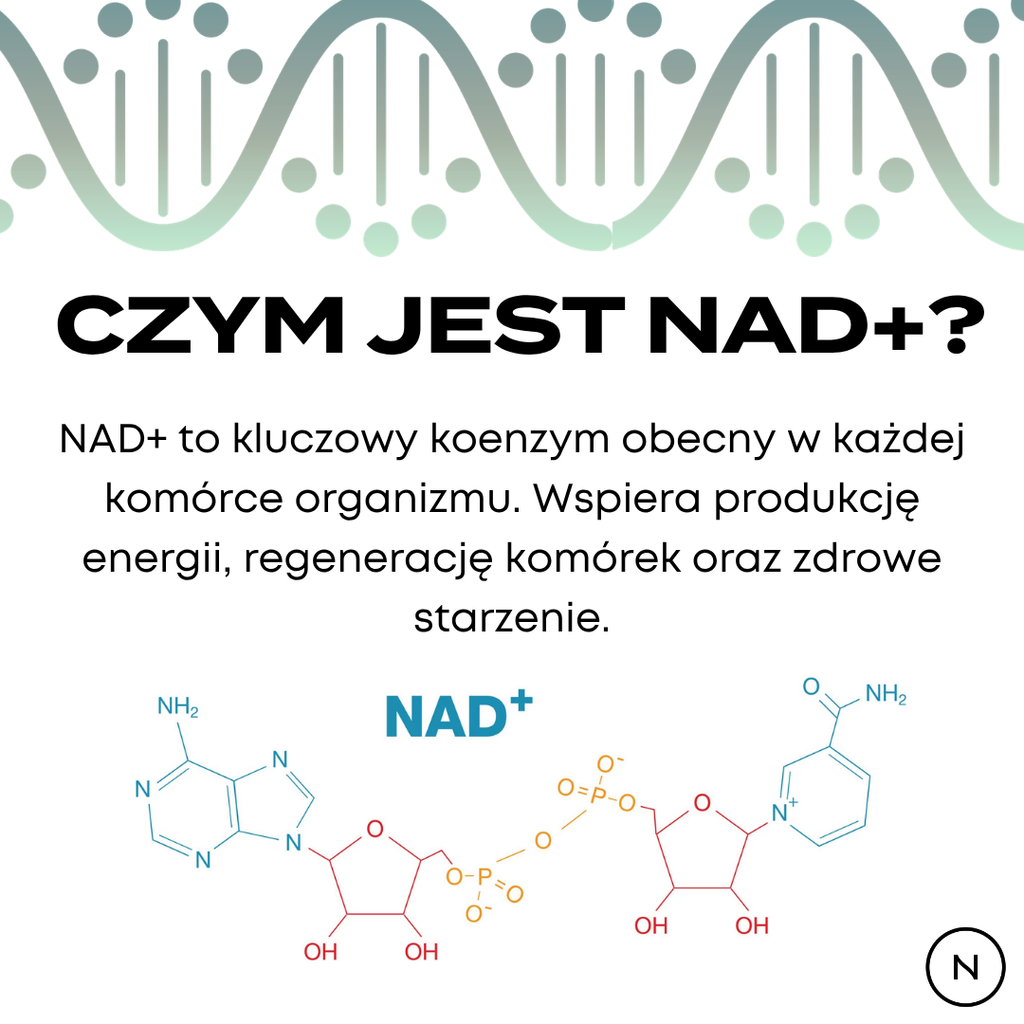 Infografika wyjaśniająca czym jest NAD+, jego rolę w produkcji energii, regeneracji komórek i zdrowym starzeniu.