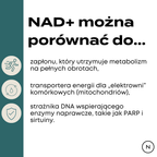 Infografika wyjaśniająca rolę NAD+ w organizmie poprzez porównanie do zapłonu, transportera energii i strażnika DNA.