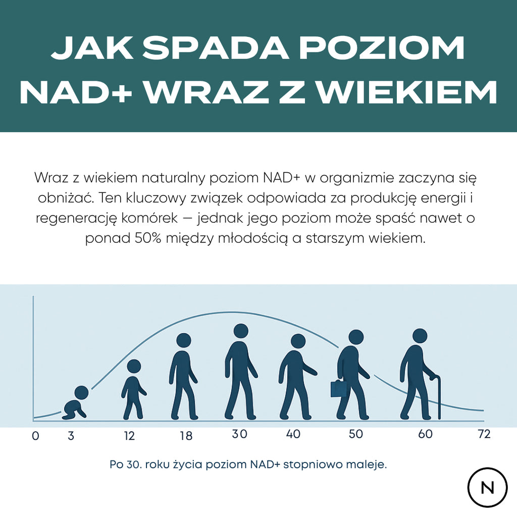 Infografika przedstawiająca naturalny spadek poziomu NAD+ w organizmie wraz z wiekiem oraz jego wpływ na energię i regenerację.