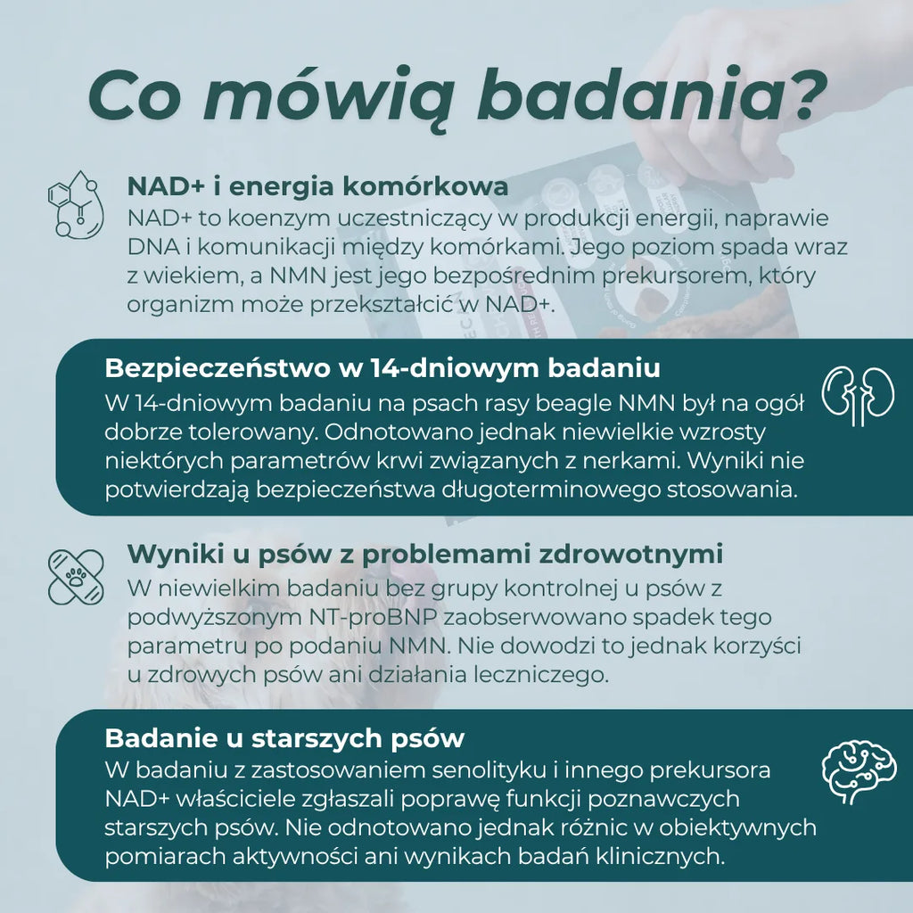 NMN dla psów – podsumowanie badań naukowych dotyczących NAD+, tolerancji NMN i wstępnych wyników badań na psach.
