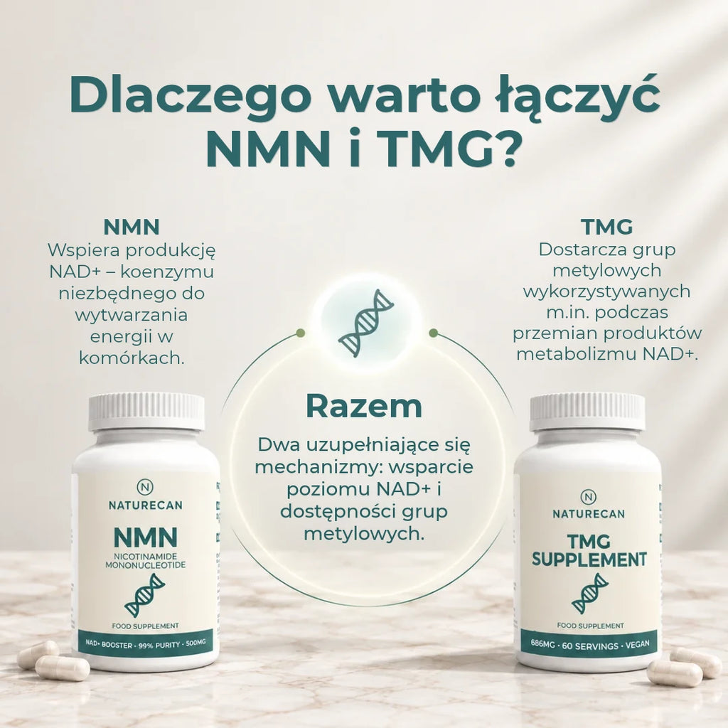 Infografika wyjaśniająca połączenie NMN i TMG oraz rolę grup metylowych w metabolizmie NAD+.