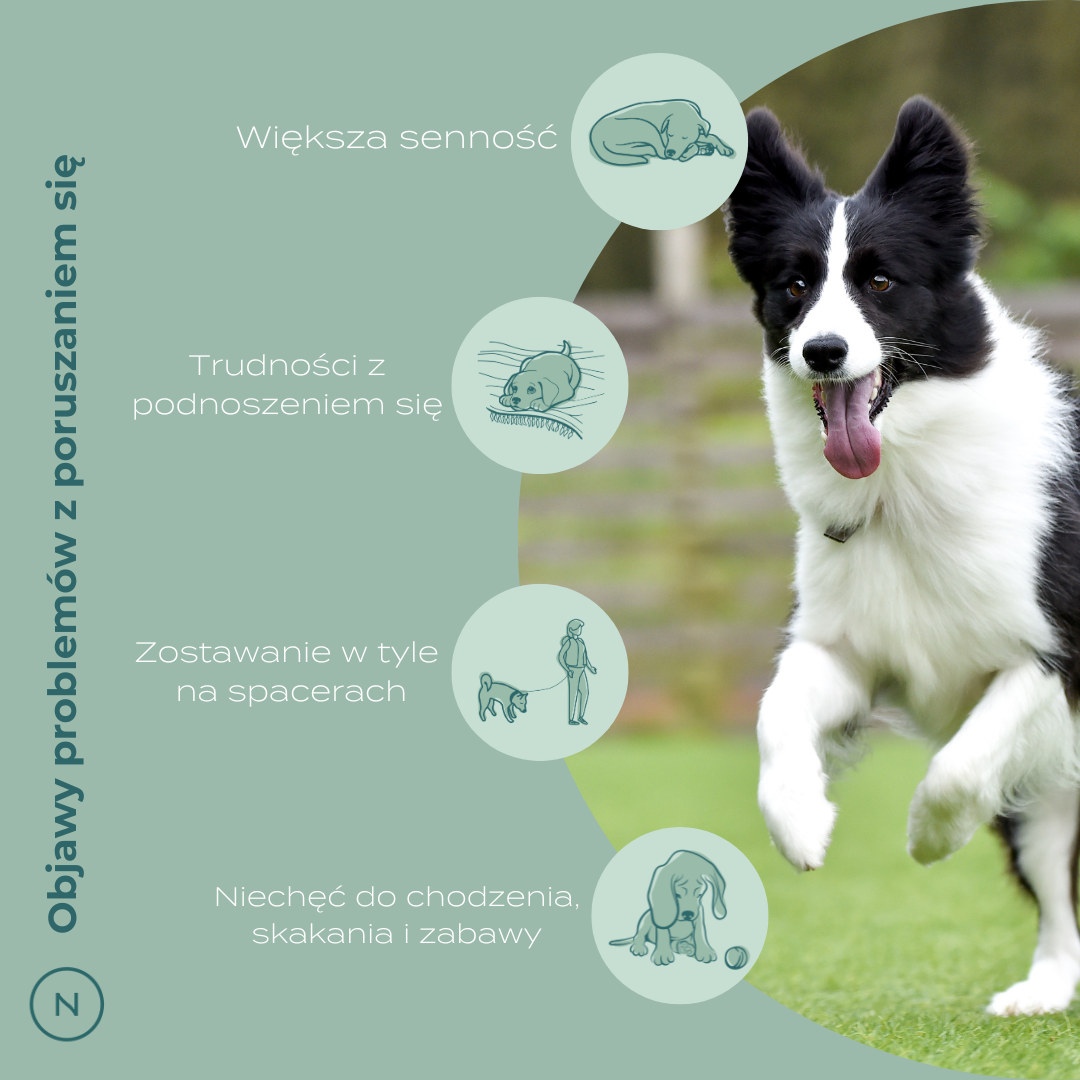 Objawy problemów ze stawami u psów – trudności wstawania, niechęć do spacerów, ospałość