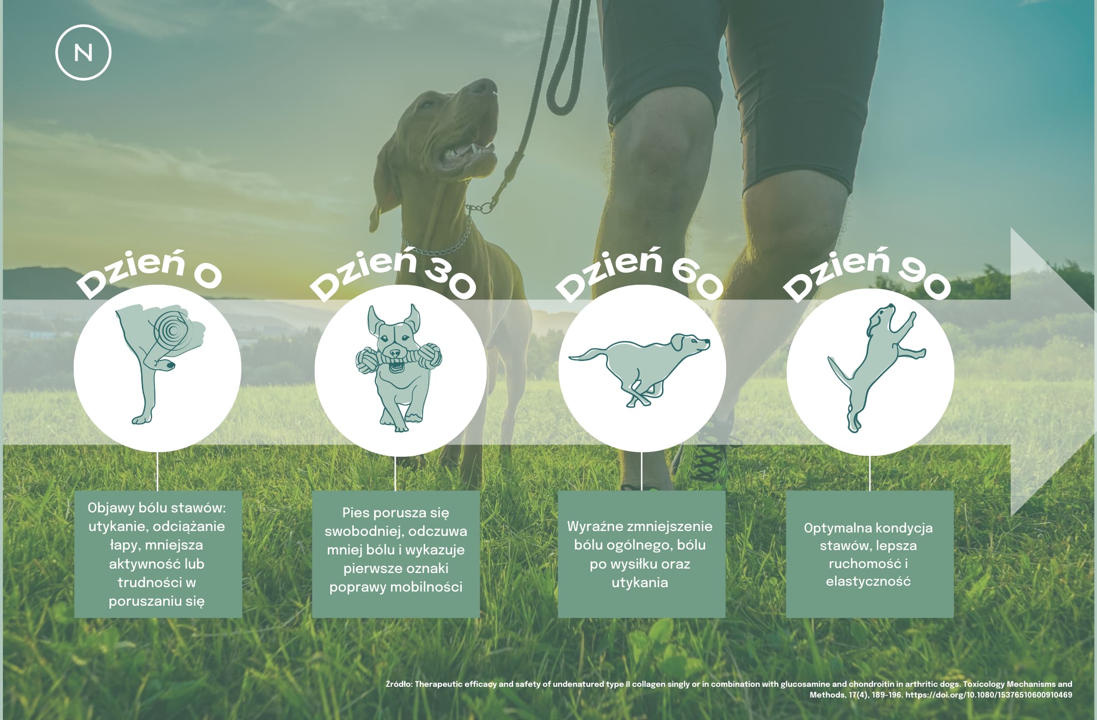 Postęp działania przysmaków na stawy UC-II u psów – poprawa komfortu i mobilności od dnia 0 do 90