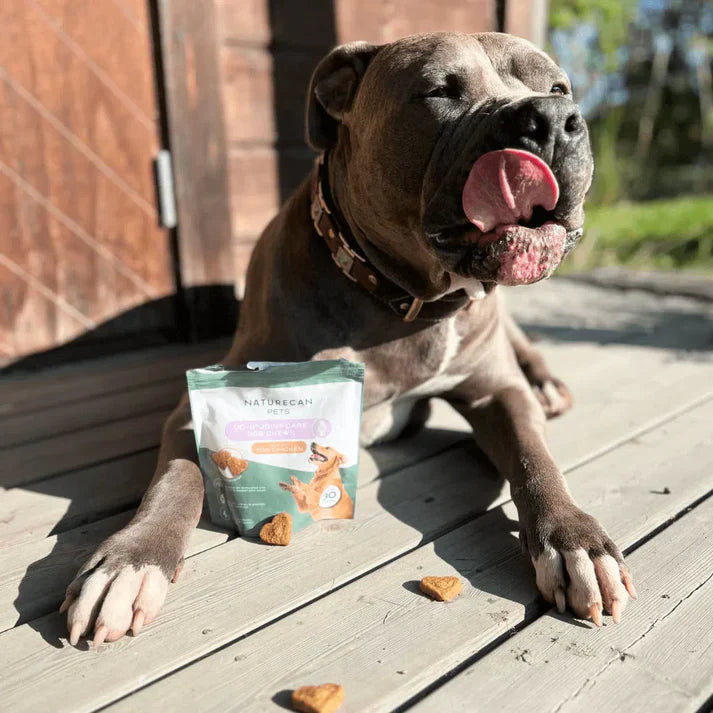 Pies obok przysmaków UC-II Naturecan – naturalne wsparcie zdrowych stawów