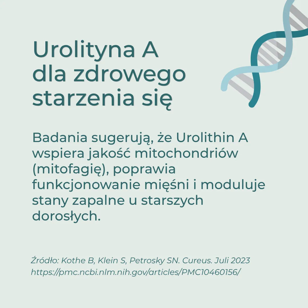 Urolityna A badania – mitochondria, mitofagia i funkcje mięśni